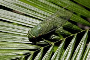 Dusk Prints: Green Cicada, which is active around dusk, in daytime