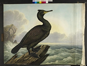 Images Dated 14th July 2010: The green cormorant Shag Phalacrocorax aristotelis