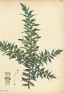New South Wales Prints: Green five corners, Styphelia viridis