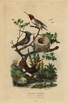 Green-crowned plovercrest, ruby-throated