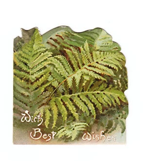 Images Dated 4th May 2018: Green ferns on a greetings card