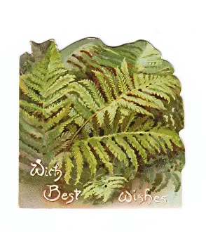 Images Dated 4th May 2018: Green ferns on a greetings card