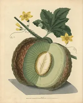 Pomonabritannica Prints: Green flesh or Candia melon, Cucumis melo