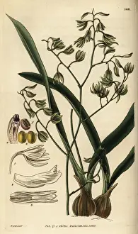 Hooker Prints: Green-flowered encyclia orchid, Encyclia viridiflora