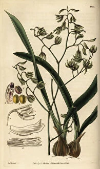 Hooker Gallery: Green-flowered encyclia orchid, Encyclia viridiflora