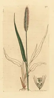 Green foxtail grass, Setaria viridis