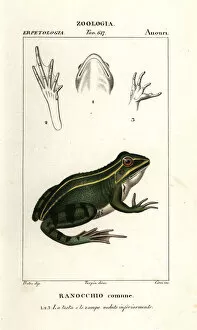 Frog Gallery: Green frog, Pelophylax kl. esculentus