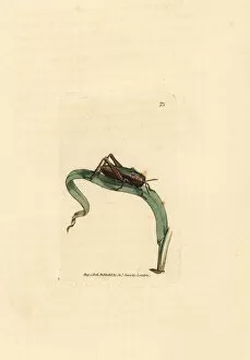Subjects Gallery: Green grasshopper, Omocestus viridulus