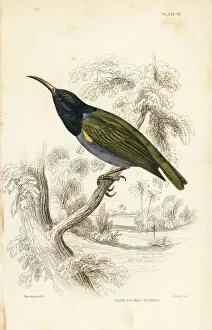 Green-headed sunbird (Lower Guinea), Cyanomitra
