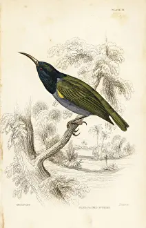 Swainson Prints: Green-headed sunbird (Lower Guinea), Cyanomitra