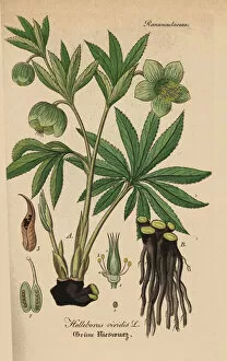 Viridis Collection: Green hellebore, Helleborus viridis