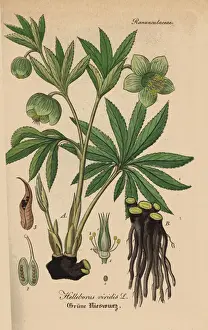 Green hellebore, Helleborus viridis