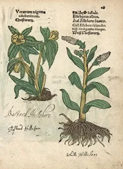 Viridis Collection: Green hellebore, Helleborus viridis, and false