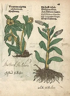 Albus Gallery: Green hellebore, Helleborus viridis, and false
