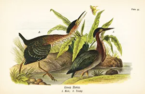 Virescens Prints: Green heron, Butorides virescens