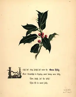 Green Holly (As You Like It)