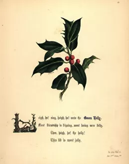 Jane Gallery: Green Holly (As You Like It)