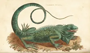 Iguana Prints: Green iguana, Iguana iguana