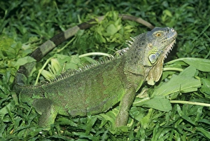 Amphibians Collection: Green IGUANA - side view, amongst green foliage