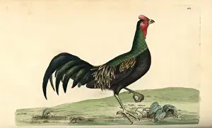 Thenaturalistsmiscellany Prints: Green junglefowl, Gallus varius