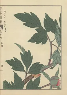 Petals Prints: Green leaves, branches, and peony bud with