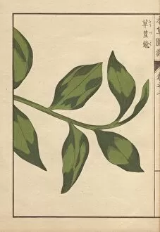 Amomum Gallery: Green leaves of round China cardamom, Amomum globosum Lour