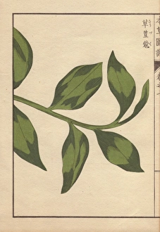 Amomum Gallery: Green leaves of round China cardamom, Amomum globosum Lour