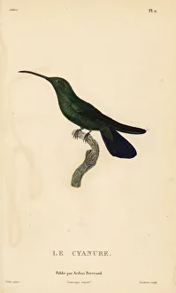 Trochilus Collection: Green mango hummingbird, Anthracothorax viridis. Male