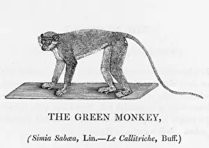 Green Monkey (Bewick)