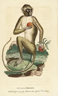 Georgeedwards Prints: Green monkey, Chlorocebus sabaeus