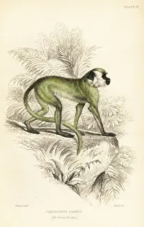 Green monkey, Chlorocebus sabaeus