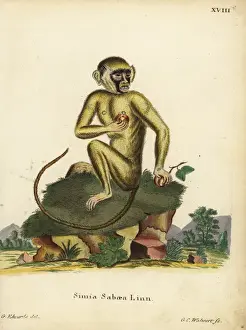 Green monkey, Chlorocebus sabaeus