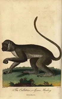 Green monkey, Chlorocebus sabaeus