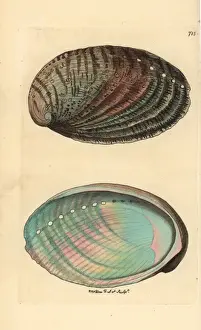 Thenaturalistsmiscellany Prints: Green ormer sea snail or abalone, Haliotis tuberculata