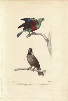 Oeuvres Collection: Green parrot, Psittacus viridis, and extinct