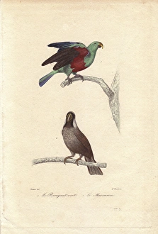 Green parrot, Psittacus viridis, and extinct Green parrot, Psittacus viridis, and extinct
