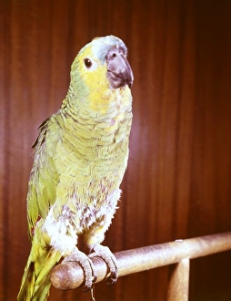 Images Dated 3rd October 2011: Green Parrott