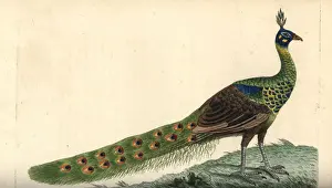 Green peafowl, Pavo muticus