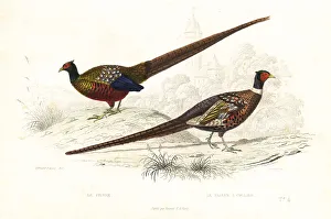 Fournier Prints: Green pheasant and common pheasant