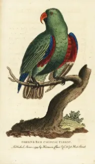 Green and red Chinese parrot, Eclectus roratus