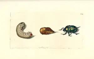 Pupa Prints: Green rose chafer or goldsmith beetle, Cetonia aurata