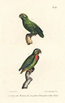 Oeuvres Collection: Green-rumped parrotlet and blue-crowned hanging-parrot
