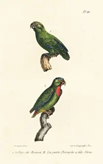 Psittacus Prints: Green-rumped parrotlet and blue-crowned hanging-parrot