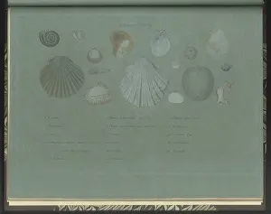 Strata Prints: Green Sand fossils