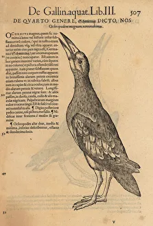 Cambier Prints: Green sandpiper, Tringa ochropus