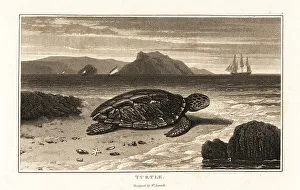 Amphibian Prints: Green sea turtle, Chelonia mydas, endangered