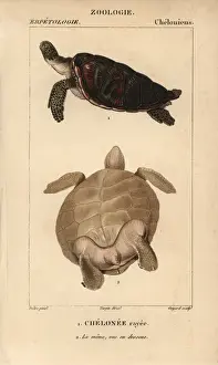 Green sea turtle, Chelonia mydas Endangered species