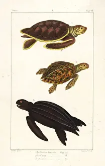 Turtle Prints: Green sea turtle, loggerhead and leatherback turtles