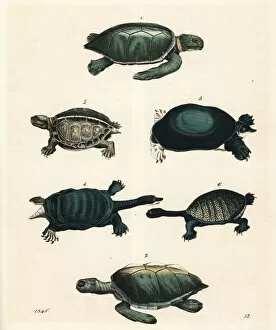 Green sea turtle, loggerhead turtle, soft-shelled
