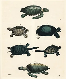 Green sea turtle, loggerhead turtle, soft-shelled Green sea turtle, loggerhead turtle, soft-shelled